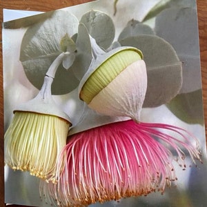 Gum nut Flowering,floral,flower,native,my photo, original art, watercolour, card,greeting,small art,blank card,artist,Australian affordable,