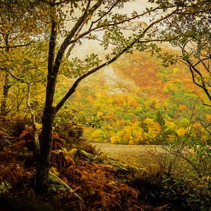 Giant Canvas Loch Lomond Woodland Scottish Highlands