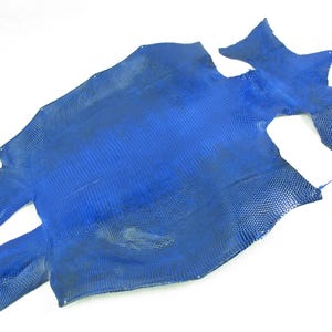 Puede incluir: Una piel de lagarto de color azul vibrante que presenta un patrón de escamas uniforme y distintivo en toda su superficie. La pieza de cuero tiene una forma orgánica irregular con una sección central lisa y escamas texturizadas.
