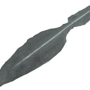 Puede incluir: Una piel de cuero de raya gris oscuro que presenta una superficie texturizada distintiva con un patrón de columna central de color más claro que recorre longitudinalmente el centro del material, mostrando la textura granular natural.