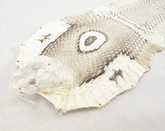 May include: A dried cobra skin featuring a prominent hood with a distinct circular eye-like pattern. The scales are primarily off-white and cream with dark brown shading around the hood and edges, showcasing the natural texture of the reptile skin.