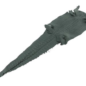 May include: A dark green, textured alligator skin hide featuring a distinct, raised scale pattern across the entire surface. The hide includes the elongated tail section and the wider body area with visible limb openings, showcasing a natural finish.