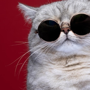Cat Phone Wallpaper