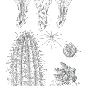 May include: Detailed black and white botanical illustration of a cactus. The image includes cross-sections of cactus flowers, a spiky cactus, and a cluster of cacti. The artist's signature and the year 2010 are visible.