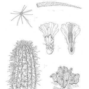 Peut inclure: Illustration botanique en noir et blanc d'un cactus. L'image présente différentes parties de la plante, dont une coupe transversale d'une fleur, un groupe de cactus et un gros plan d'une épine. La signature de l'artiste et l'année 2010 sont visibles.