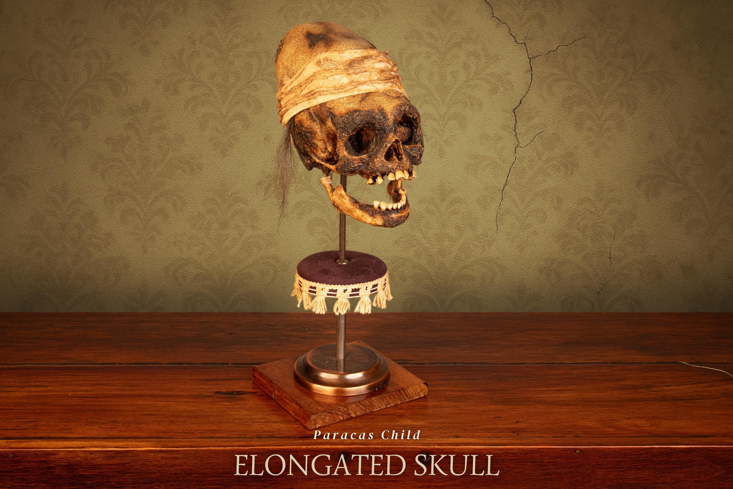 パラカスの細長い頭蓋骨のレプリカ – 古代の頭蓋骨の変形 - Etsy 日本