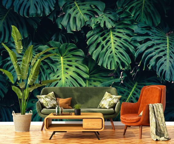 pertusum monstera Kaufen Sie jetzt Zimmerpflanze Fensterblatt Monstera pertusum XL grn inkl.  Moosstock
