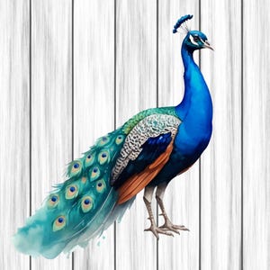 Peacock Animal Clipart, Nursery Art, Animal Clipart, Cute Watercolor Animal, Peacock Png, Digital Download