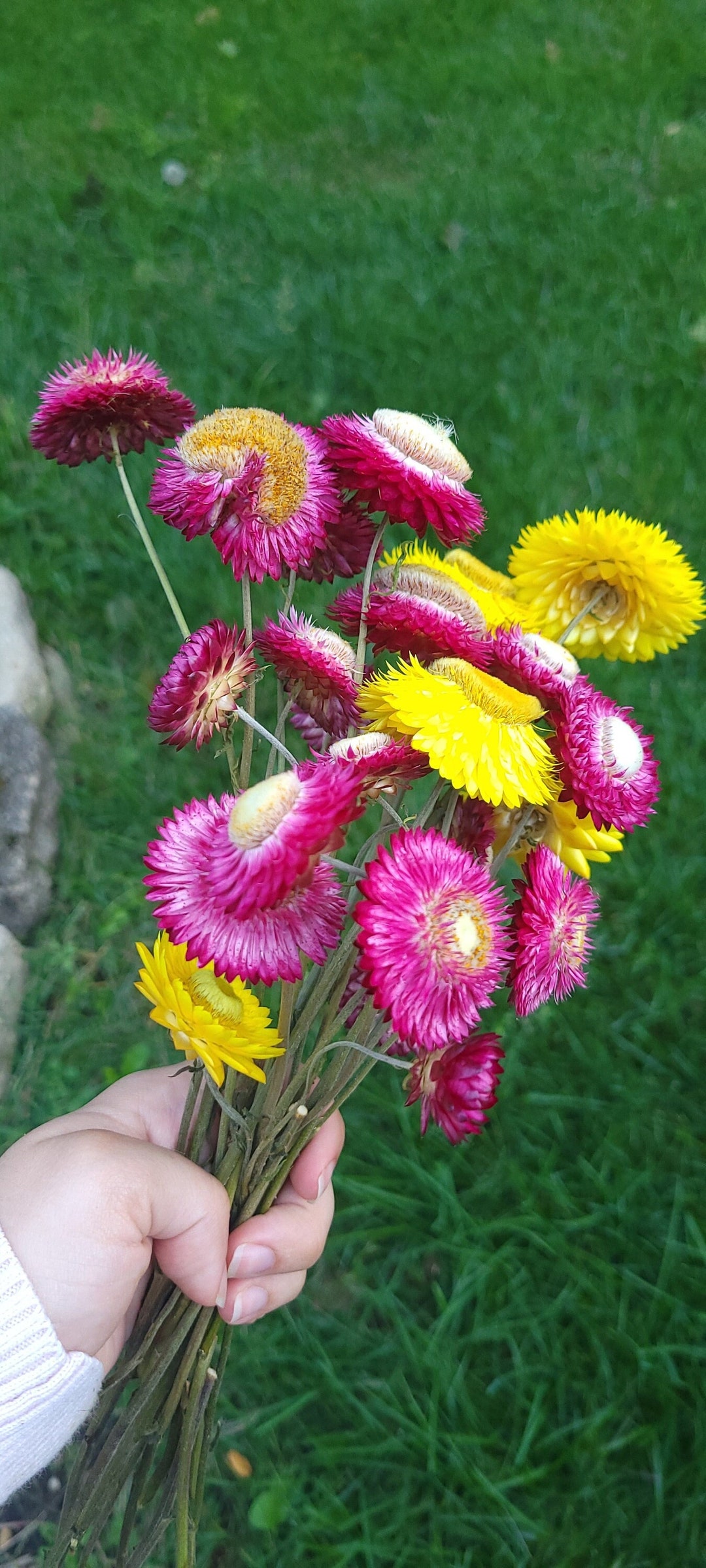 Dried Swiss Giant Strawflower Yellow and Purple Mix Etsy