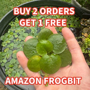 May include: A cluster of green Amazon Frogbit aquatic plant leaves with rounded shapes and smooth textures. The text BUY 2 ORDERS GET 1 FREE and AMAZON FROGBIT is overlaid in red and white lettering across the top and bottom of the image.
