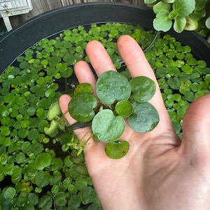 May include: A hand holding a cluster of green aquatic plants with round leaves, contrasting with a background of similar plants floating in a black container of water. The plants are a vibrant green color, suggesting a healthy ecosystem.