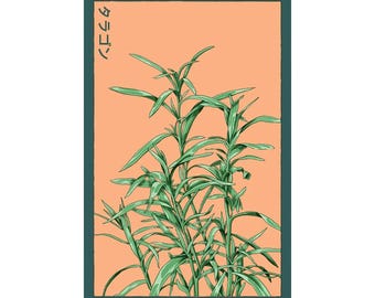 Tarragon Herb Seeds in Vintage Packaging