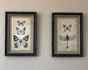 Vintage reproduction insect print set of 4 framed in glass 9 1/2 inches in width by 13 1/2 inches in height