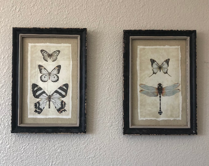 Vintage reproduction insect print set of 4 framed in glass 9 1/2 inches in width by 13 1/2 inches in height