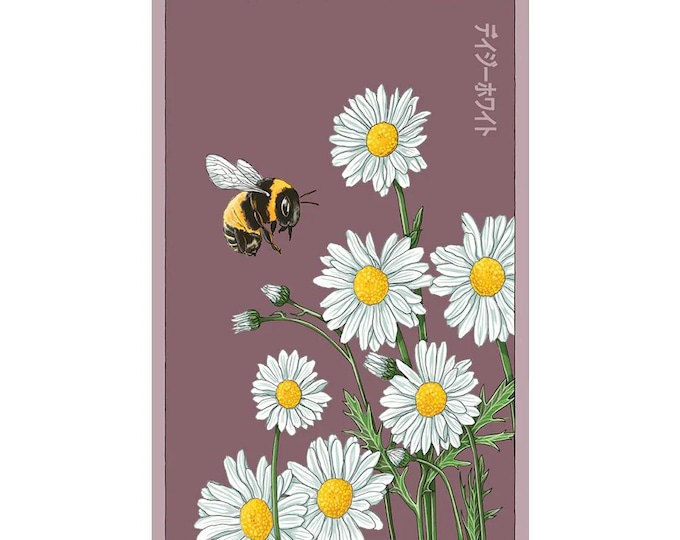 Daisy White Flower Seeds in Vintage Packaging