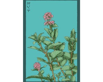 Mint Herb Seeds in Vintage Packaging