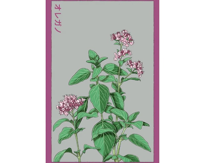 Oregano Herb Seeds in Vintage Packaging