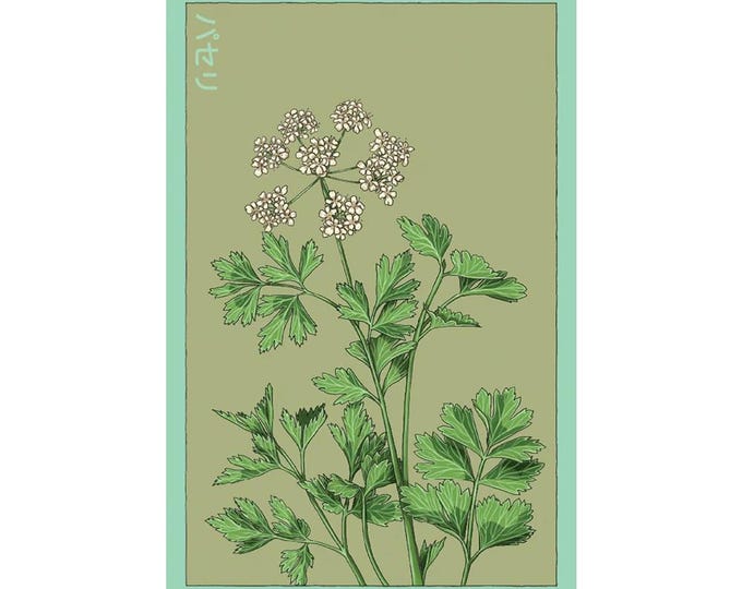 Parsley Herb Seeds in Vintage Packaging