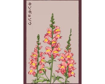 Snapdragon Flower Seeds in Vintage Packaging