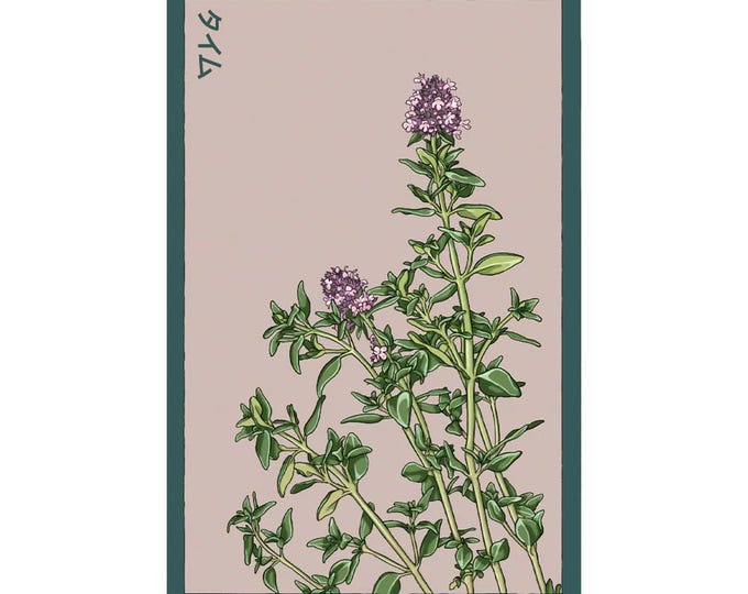Thyme Herb Seeds in Vintage Packaging