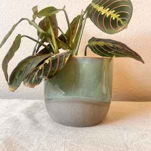 May include: A green and grey ceramic planter with a houseplant with green and red leaves.