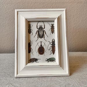 May include: A framed print featuring detailed illustrations of various beetles in shades of brown, black, and green. The artwork is set within a distressed white wooden frame, adding a vintage aesthetic. The frame measures approximately 8x10 inches.