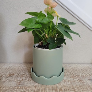 Pode incluir: Um vaso cilíndrico de cerâmica verde-sálvia com um prato a condizer com rebordo recortado. O vaso contém uma planta Antúrio verde vibrante com folhas em forma de coração e flores branco-rosadas com espádices amarelos.