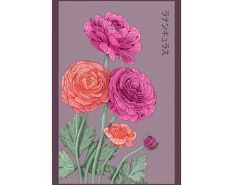 Ranunculus Flower Seeds in Vintage Packaging