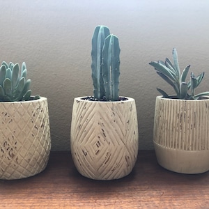 May include: Three small potted succulents in white ceramic planters with a distressed finish. The planters have different patterns, including diamonds and vertical lines.