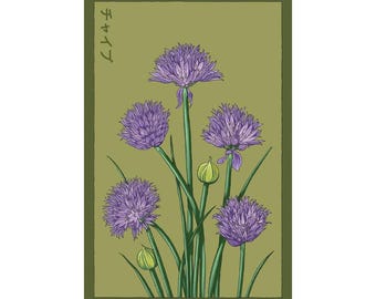 Chives Herb Seeds in Vintage Packaging