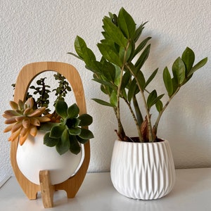 May include: A white ceramic planter held within a light-toned wooden frame containing various succulents, positioned next to a white ribbed ceramic pot housing a Zamioculcas zamiifolia plant with dark green, glossy, oval-shaped leaves.