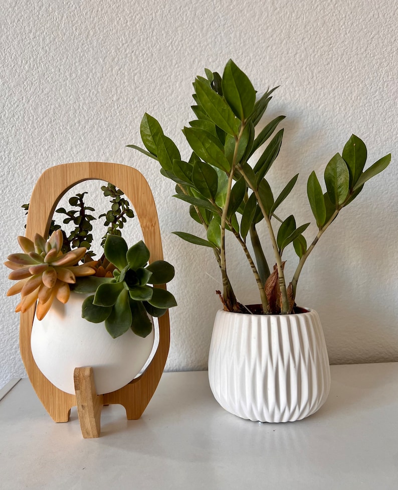 May include: A white ceramic planter held within a light-toned wooden frame containing various succulents, positioned next to a white ribbed ceramic pot housing a Zamioculcas zamiifolia plant with dark green, glossy, oval-shaped leaves.