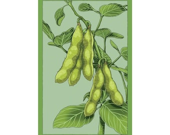 Edamame Vegetable Seeds in Vintage Packaging