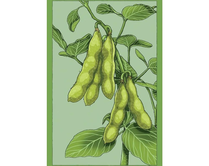 Edamame Vegetable Seeds in Vintage Packaging