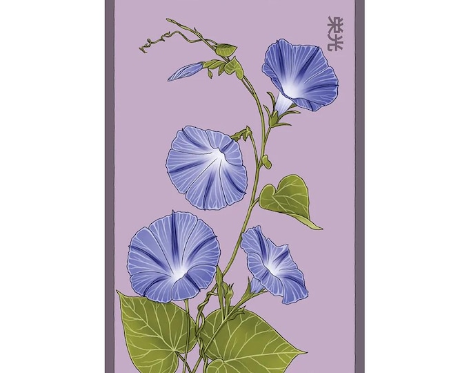 Morning Glory Flower Seeds in Vintage Packaging