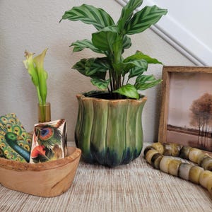May include: A green and dark blue fluted ceramic planter containing a Calathea plant with striped leaves, next to a wooden bowl with peacock imagery, a small glass vase with yellow flowers, and a strand of smooth, tan stone beads.