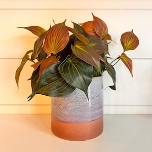May include: A potted plant with large, dark green leaves and reddish-brown accents. The plant is in a two-toned ceramic pot with a speckled gray upper section and a terracotta-colored base. The plant's leaves have prominent veins.