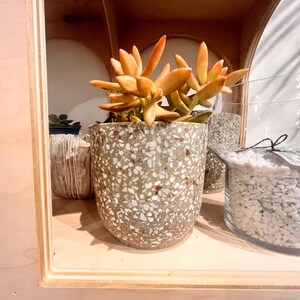 May include: A potted succulent with orange-tipped leaves sits in a speckled gray and white terrazzo planter. The planter is on a wooden shelf, with other decorative items in the background, including a glass jar filled with white pebbles.