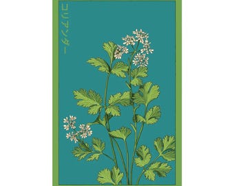 Cilantro Herb Seeds in Vintage Packaging