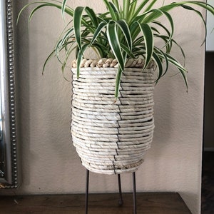 May include: A white woven planter with a black accent, holding a spider plant. The planter sits on a three-legged metal stand. The spider plant has long, green and white striped leaves. The planter is on a wooden surface.