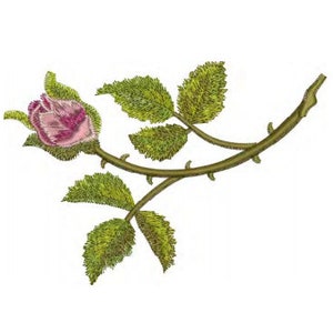 Op de afbeelding: Een enkele roze roosknop met groene bladeren en doornen op een bruine stengel.