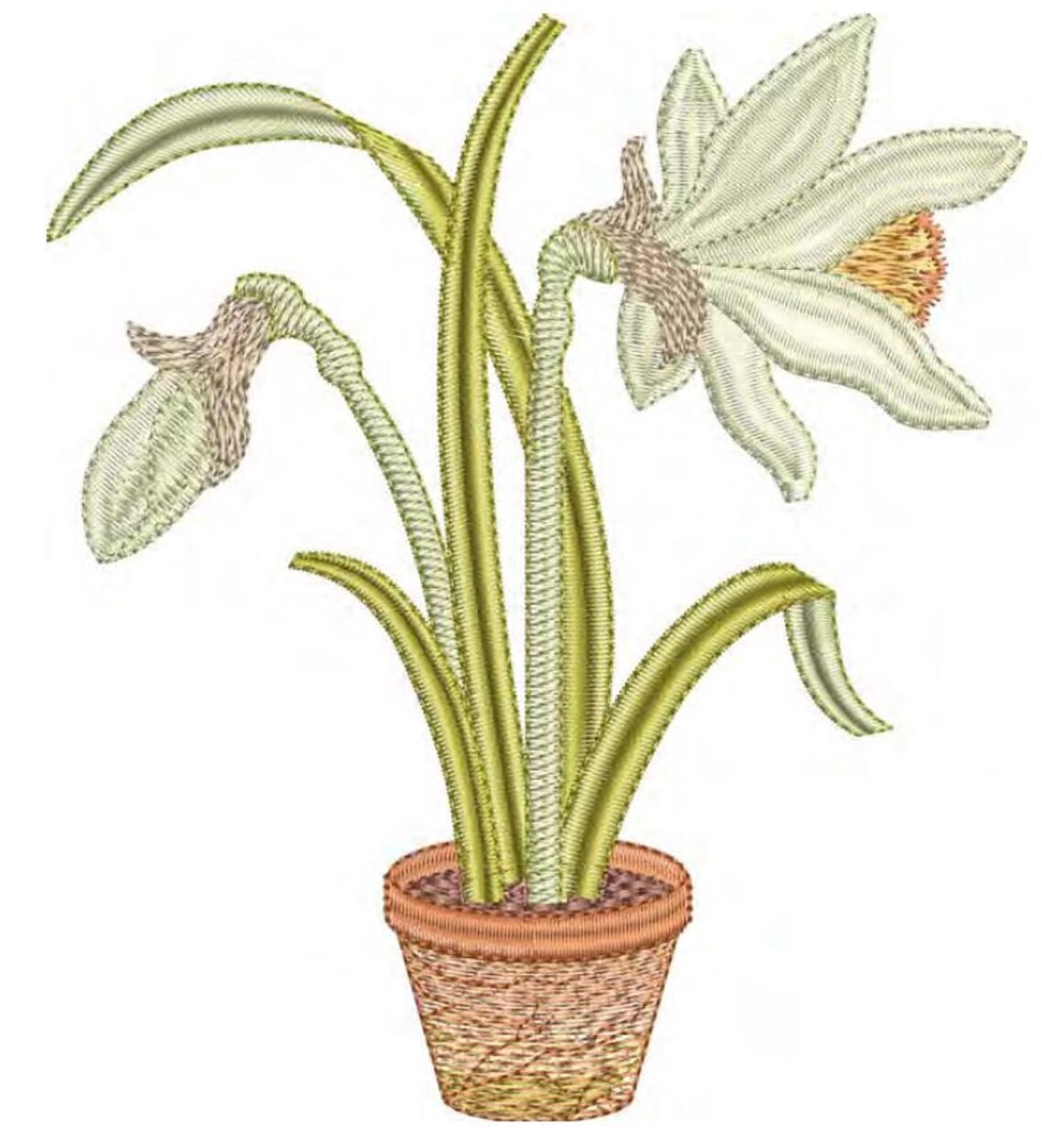 Daffodil Flower Bulb 3 Embroidery Motif 20 Embroidery Etsy