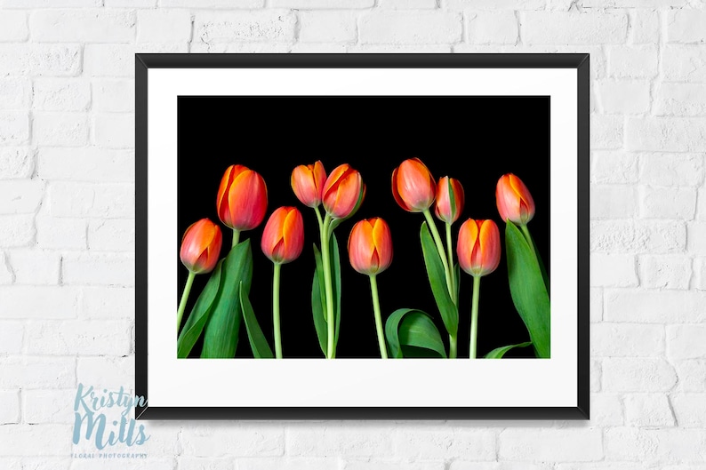 Digital Download Flower Wall Art Tulip Photography Nature Photography Macro Photography Flower Print Floral Art Spring Tulips