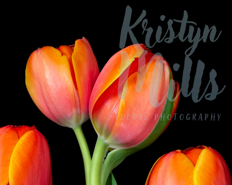 Digital Download Flower Wall Art Tulip Photography Nature Photography Macro Photography Flower Print Floral Art Spring Tulips