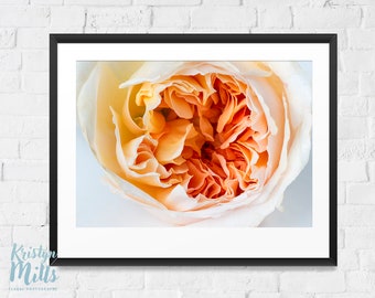 Peach Rose Photo | Flower Print | Rose Photography | Macro Photo | Digital Download | Nature Photography | Floral Art | Flower Wall Art |