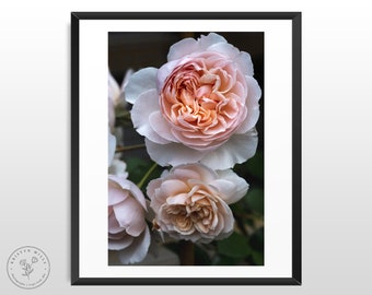 Pink Rose Photo | Flower Print | Rose Photography | Macro Photography | Digital Download | Nature Photography | Floral Art | Flower Wall Art