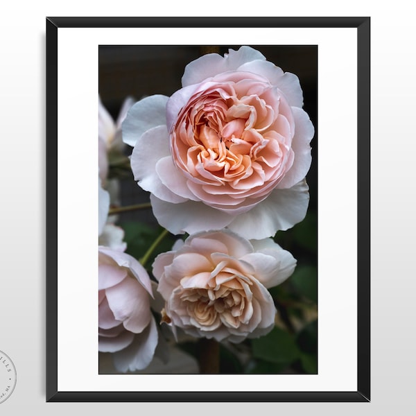 Pink Rose Photo | Flower Print | Rose Photography | Macro Photography | Digital Download | Nature Photography | Floral Art | Flower Wall Art