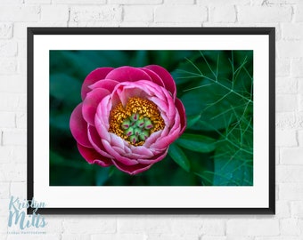Pink Peony Photo | Flower Wall Art | Peony Photography | Macro Photography | Digital Download | Floral Photography | Spring Flower |
