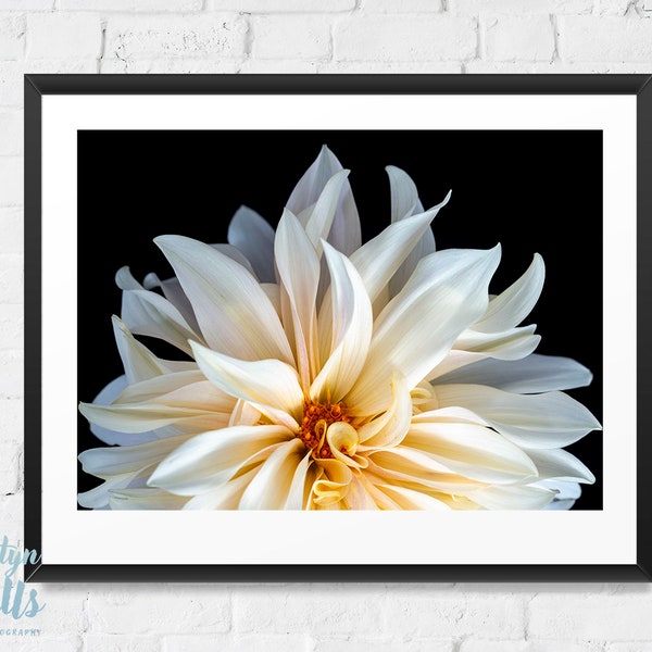 Cafe Au Lait Dahlia Photo | Flower Wall Art | Dahlia Flower | White Floral Photo | Flower Photo | Macro Photography | Digital Download |