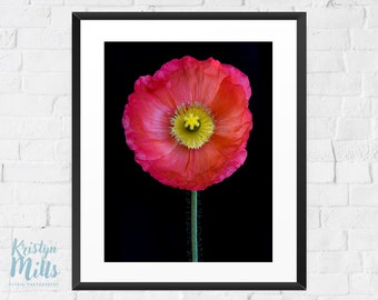 Poppy Photo | Flower Print | Poppy Photography | Macro Photography | Digital Download | Nature Photography | Floral Art | Flower Wall Art